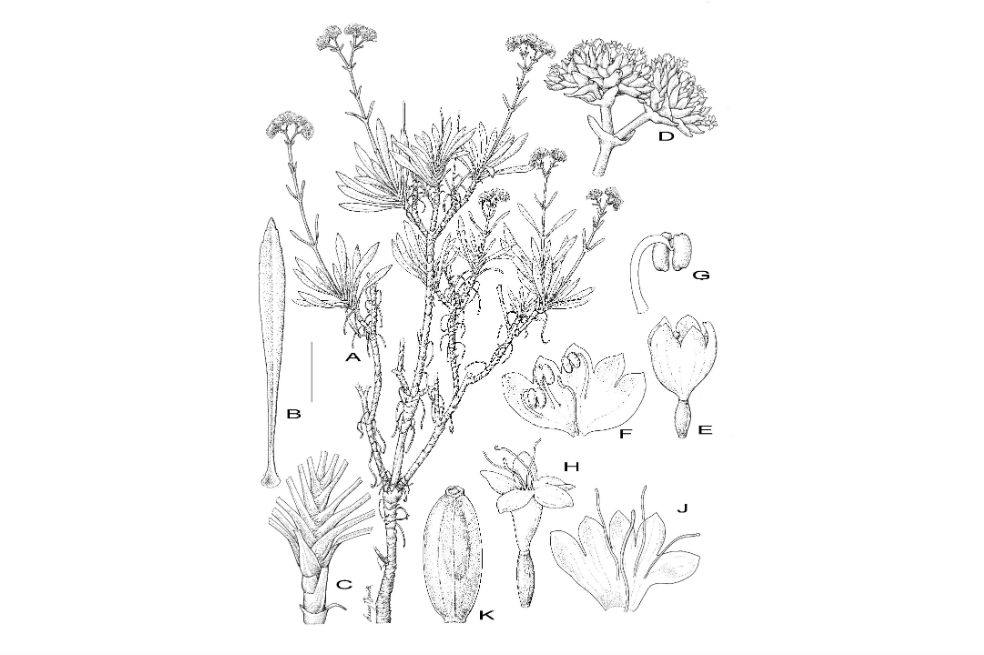 “Valeriana neglecta”, una especie nueva para la ciencia descubierta por Rodrigo Bernal. Es un espécimen que había sido recolectado en la Sierra Nevada de Santa Marta en 1844 y permaneció guardado en ese herbario sin ser clasificado. Por eso lo bautizó con el nombre neglecta, que quiere decir olvidada, pasada por alto.