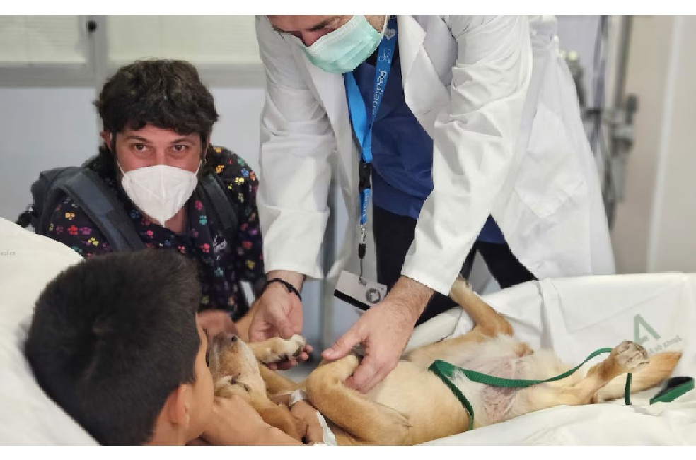 Hospital en España permite a pacientes terminales despedirse de sus mascotas