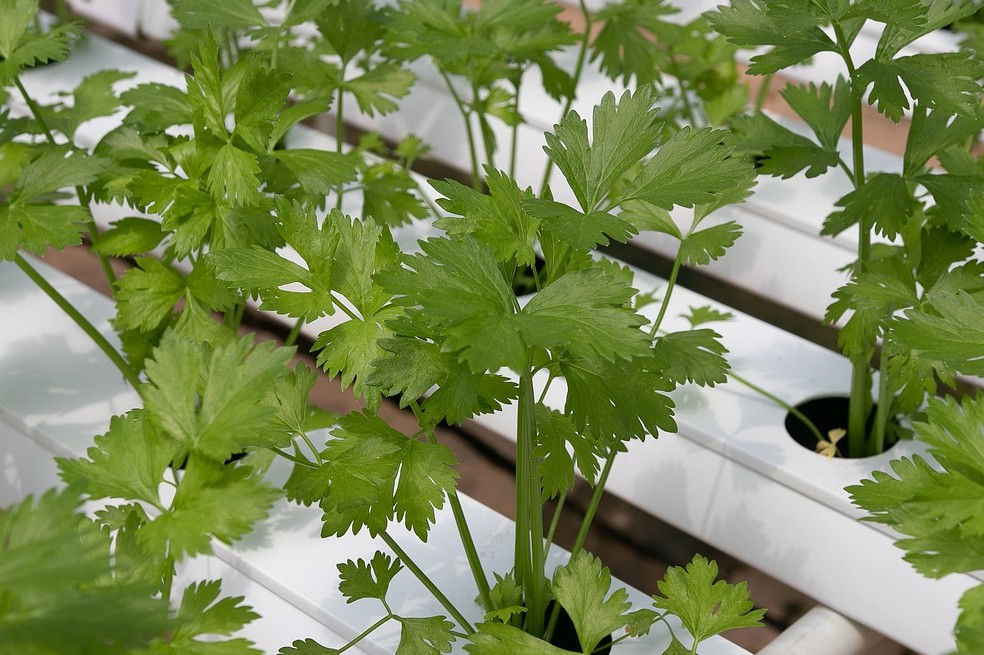 Cilantro: qué es y para qué sirve esta planta