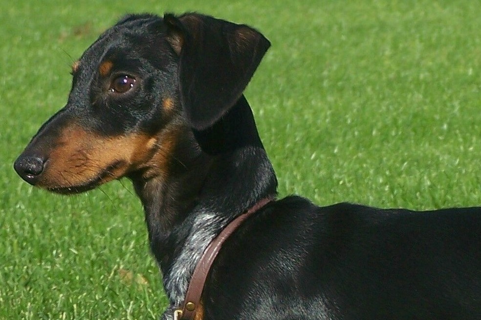 Razas de perros pequeños