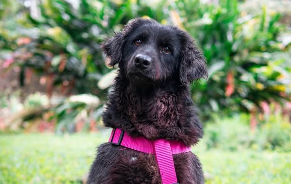 Smile, la perrita que lleva 12 años en un refugio esperando por una familia