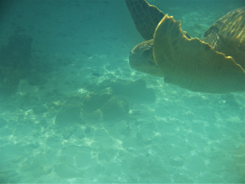 Una crónica sobre las lágrimas de las tortugas marinas
