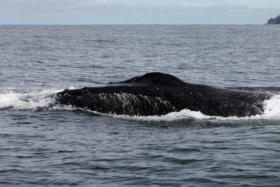 Gigantes del océano se toman el Pacífico colombiano