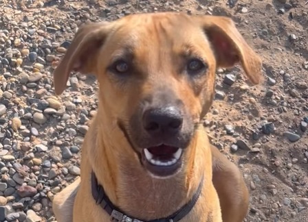 Buscan hogar para María Paz, perrita rescatada en la costa: “No ha sido fácil”