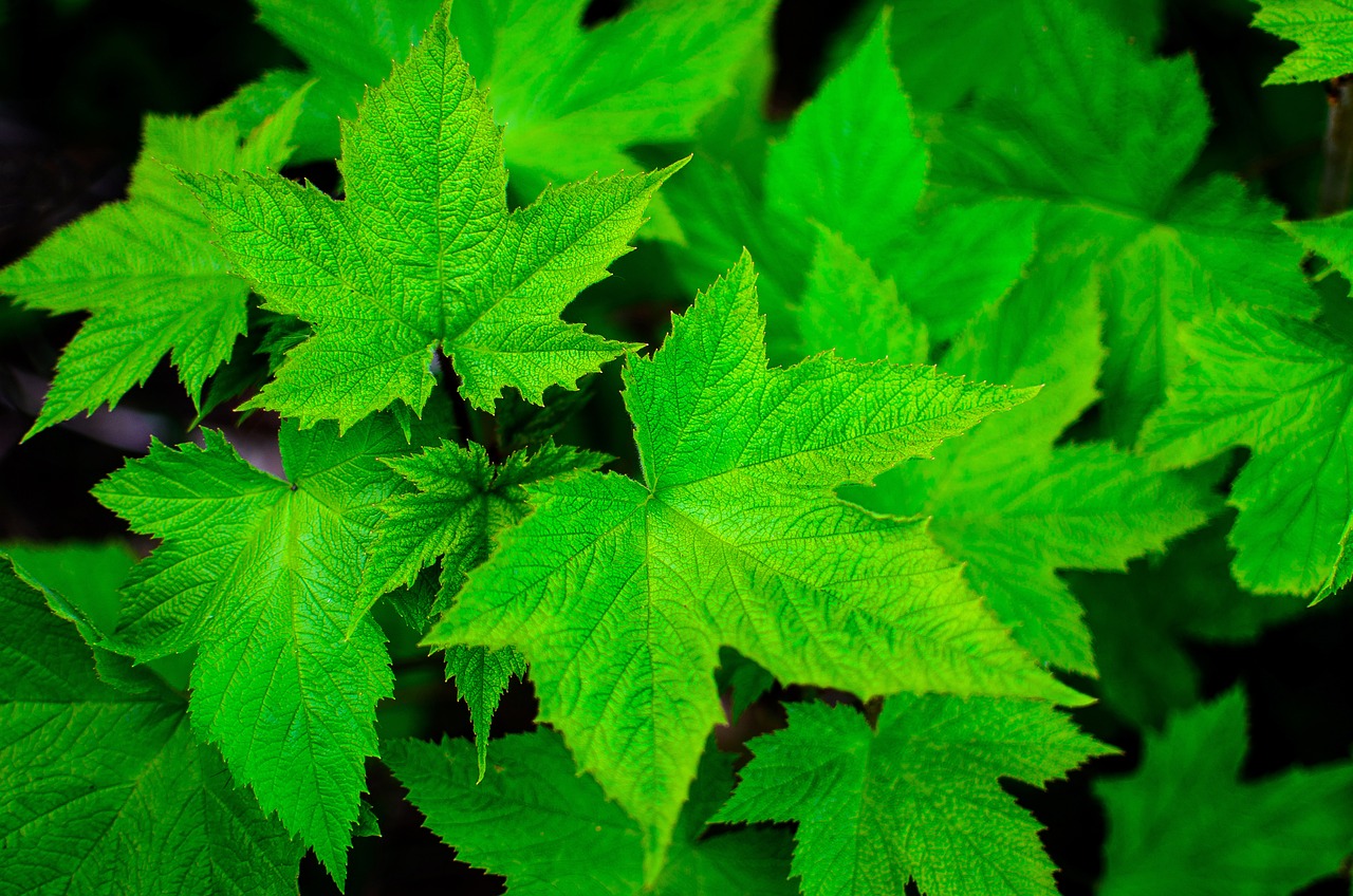 ¿Cómo recuperar el color verde de las plantas?