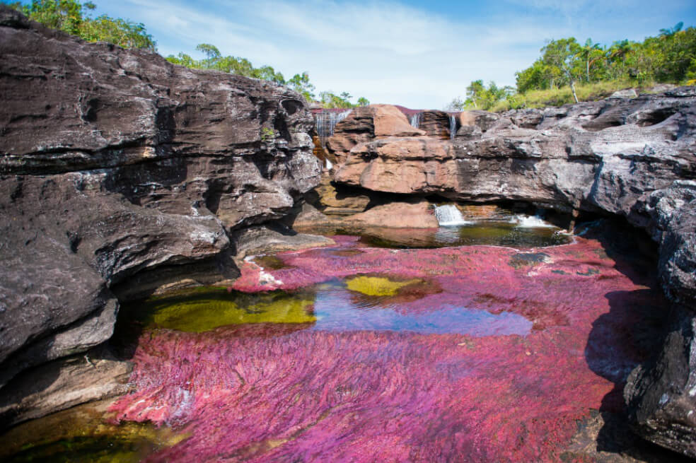 Las autoridades ambientales recuerdan la importancia de conservar a la macarenia clavigera, la especie de planta endémica que, con el paso del agua, se encarga de darle vida a los múltiples colores que se forman en el río. / David Schwarz