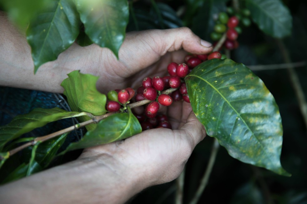 Gobierno reitera apoyo a cafeteros ante caída de precios