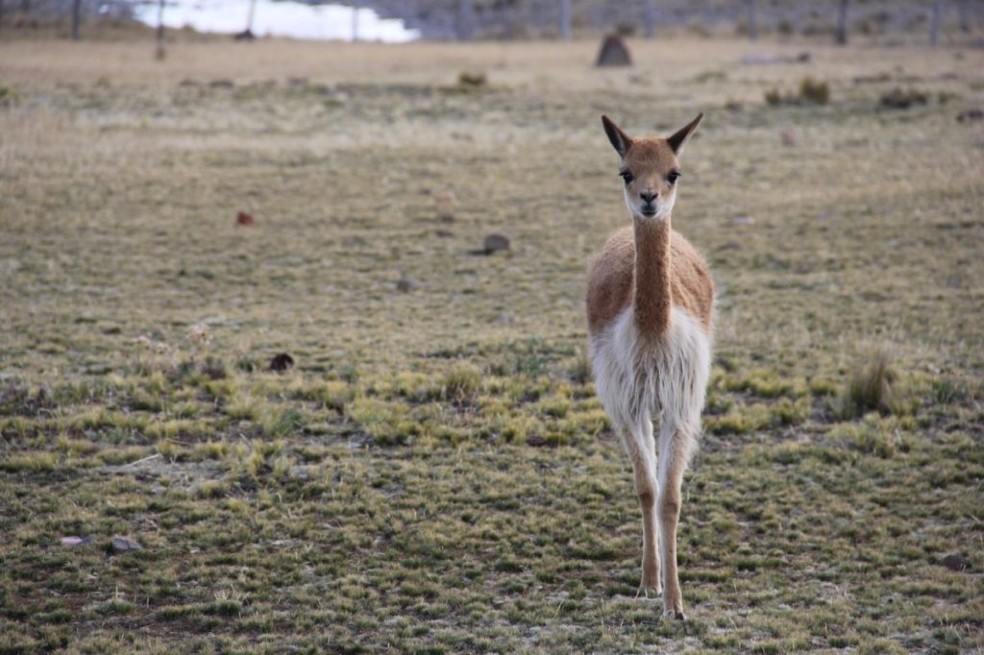 Congreso Mundial de la Naturaleza vuelve a aplazarse