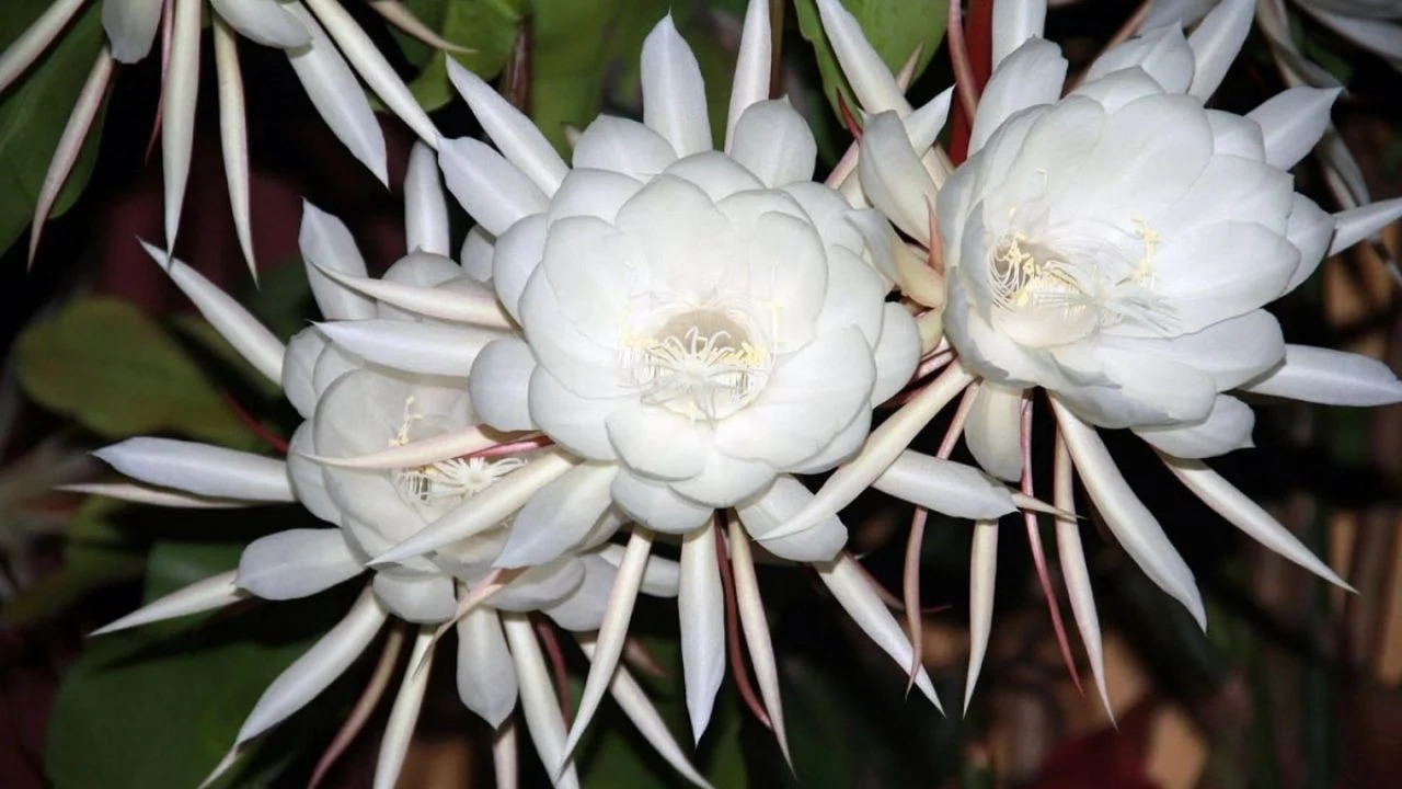 Su nombre científico, Cestrum nocturnum, proviene del latín "nocturnum," que significa "nocturno," debido a que su fragancia intensa y cautivadora solo se libera durante la noche. Esta flor también es conocida por atraer polinizadores nocturnos, como polillas, que se sienten atraídas por su aroma dulce y penetrante.
