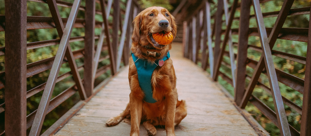 3 órdenes básicas que podría aprender a hacer tu perro