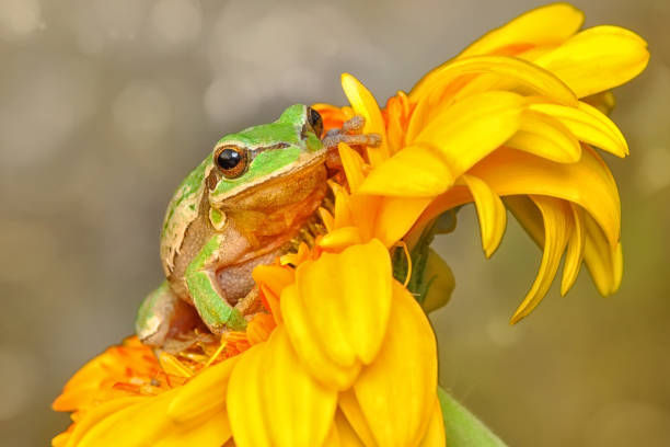 Rápido aumento de hongos altamente contagiosos amenazaría a los anfibios de África
