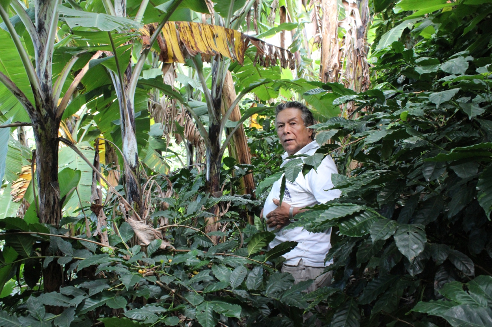 Viaje al origen del café más caro de Colombia