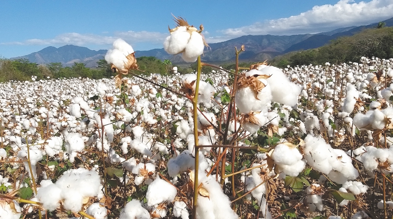 Algodón: la industria que sueña con volver a ser el “oro blanco”