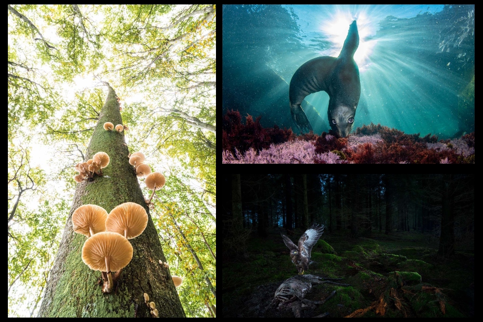 Estas son las mejores fotografías de la naturaleza en 2021