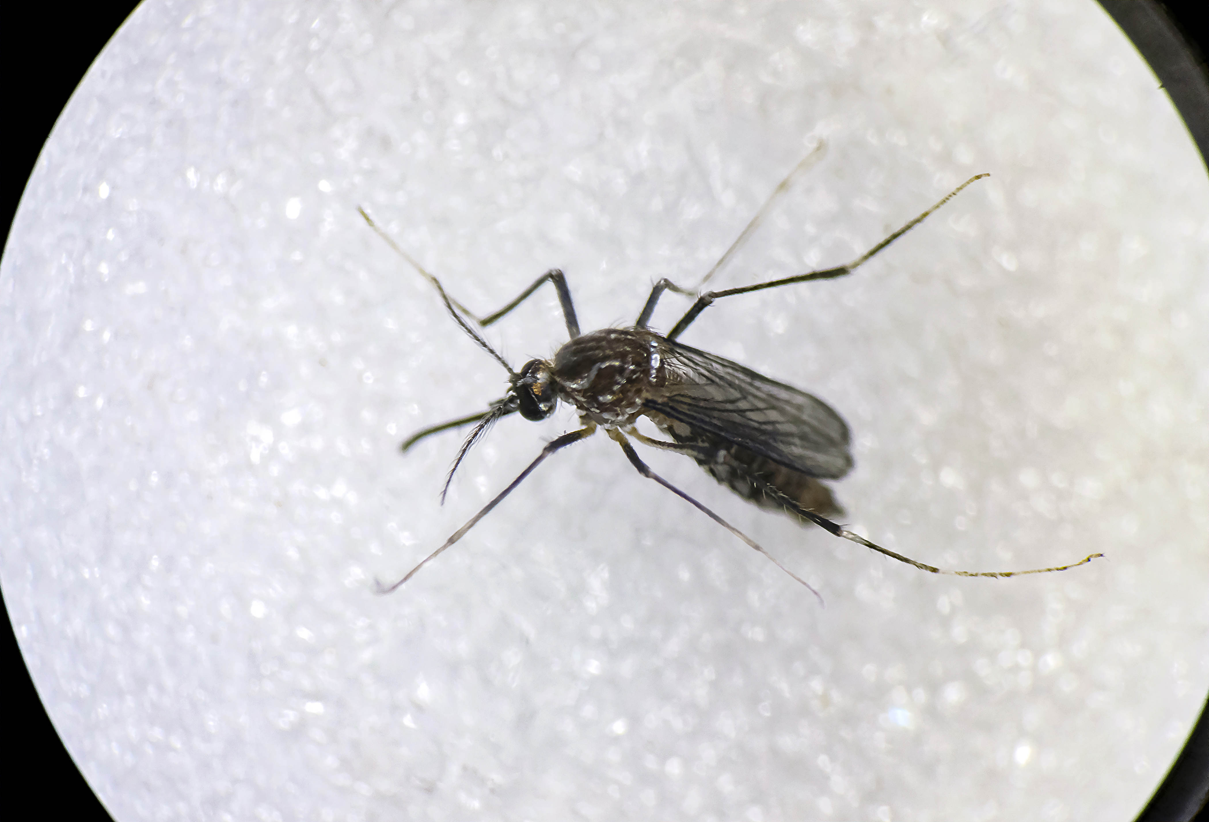Cambio climático favorece expansión de dengue en Argentina