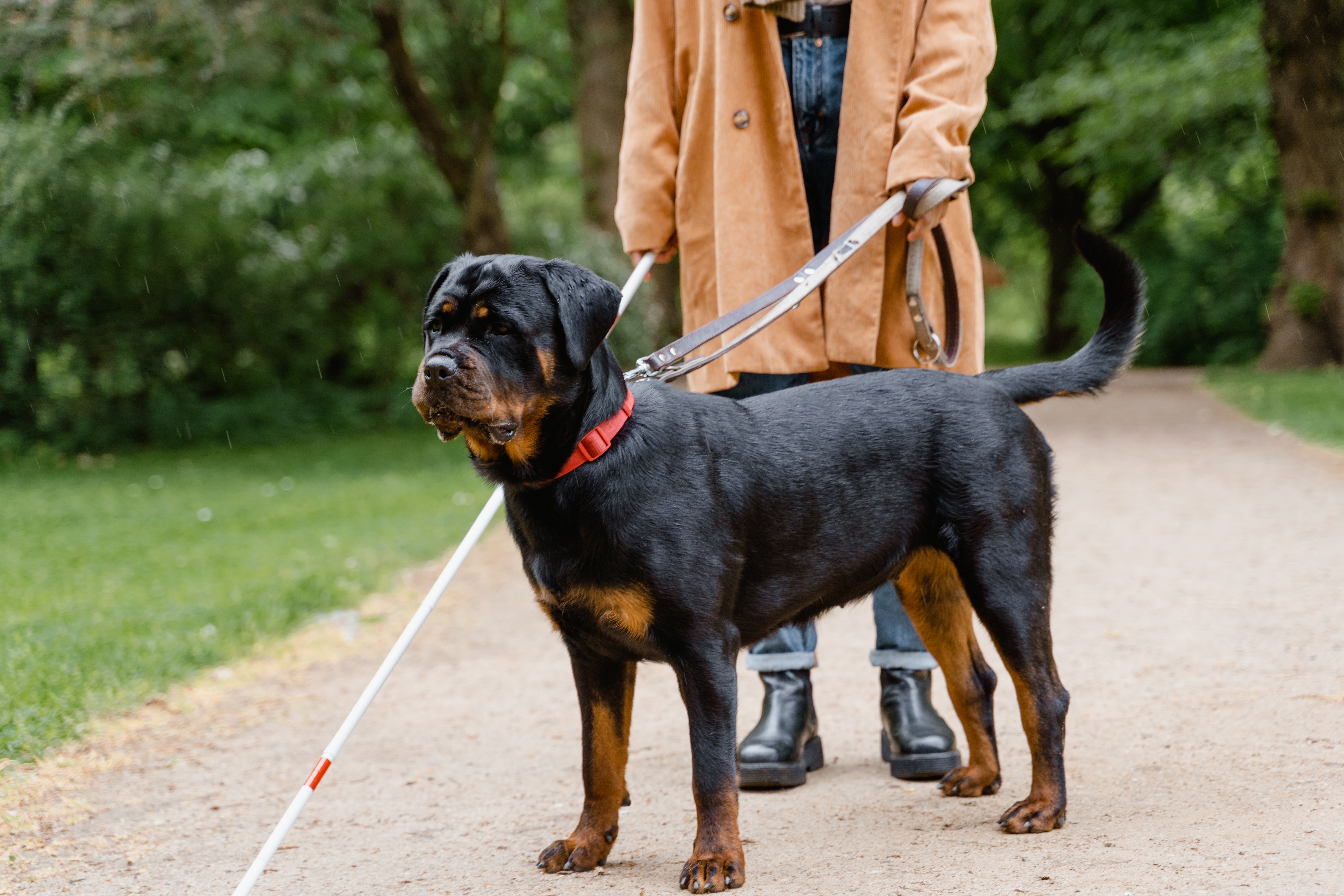 Perros rottweiler características y cuidados de esta raza