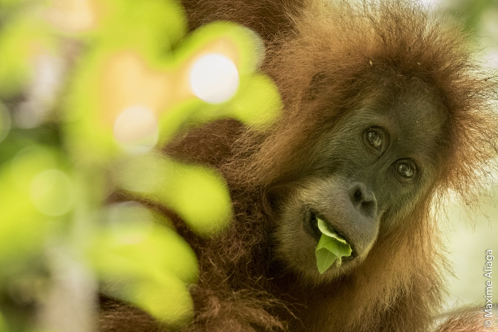 Una nueva especie de orangután descubierta en Sumatra está casi extinta