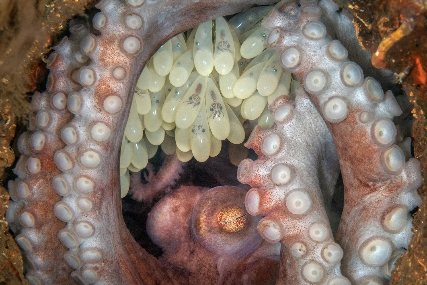 Fotografía ganadora del concurso Fotógrafo oceánico del año 2023.
