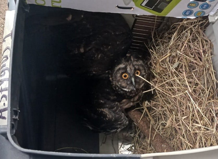 Animales rescatados del tráfico ilegal encontraron un nuevo hogar en Melgar