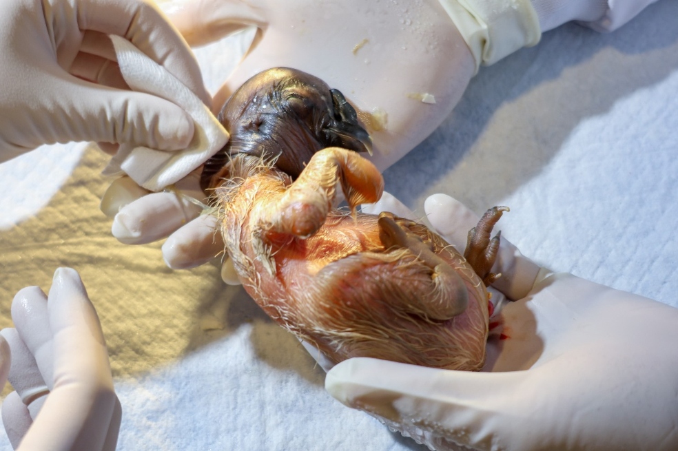 Este cóndor de los Andes nació en cautiverio gracias a la incubación artificial