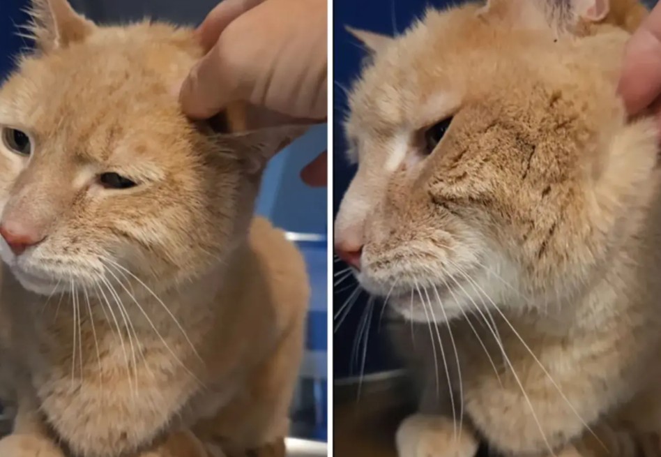 Abandonan a su gato de 14 años tras mudarse, su destino cambió gracias a las redes