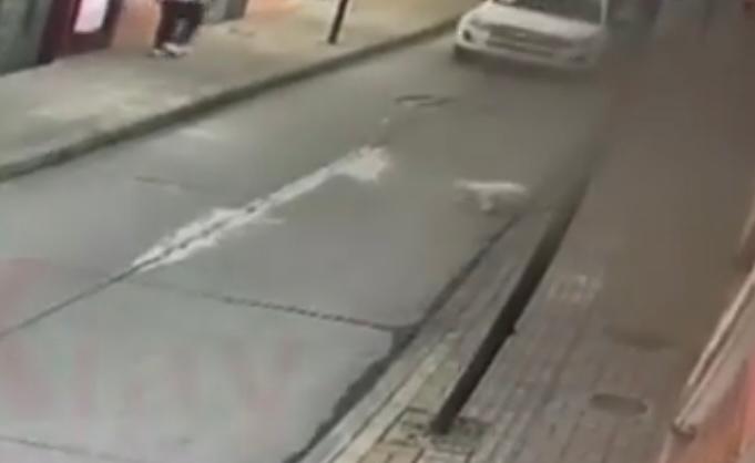 Perrita fue atropellada por carro de Cornare, entidad que protege a los animales