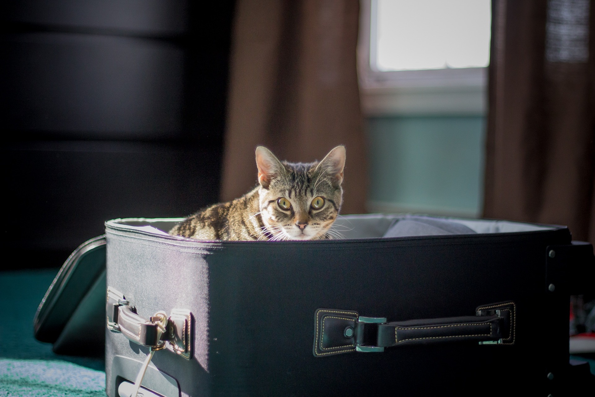 Viajar con mascotas: consejos para unas vacaciones seguras