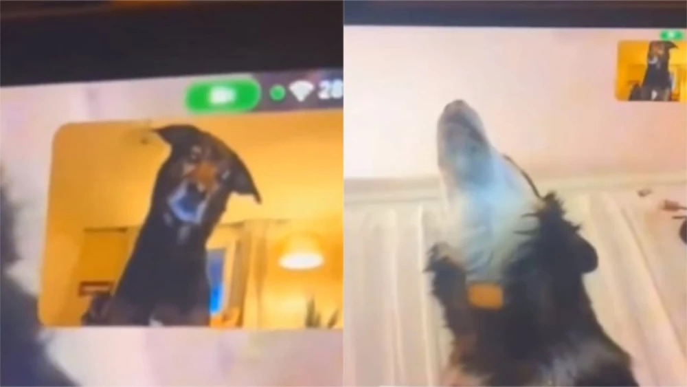 ¡Muy tiernos! Así reaccionaron dos perritos al verse por videollamada