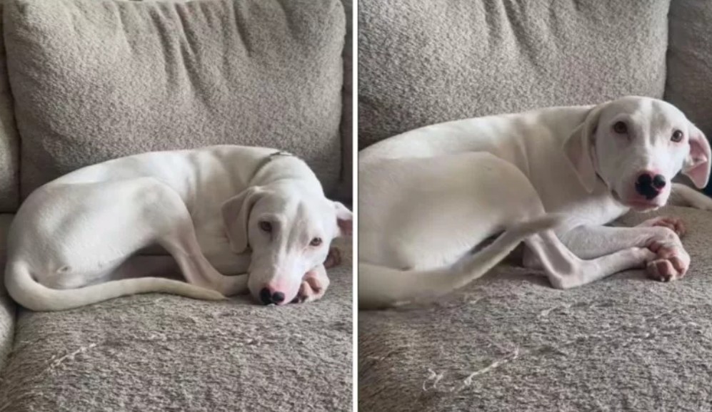 Eli no es un perro de competencia ni fue criada con fines reproductivos.