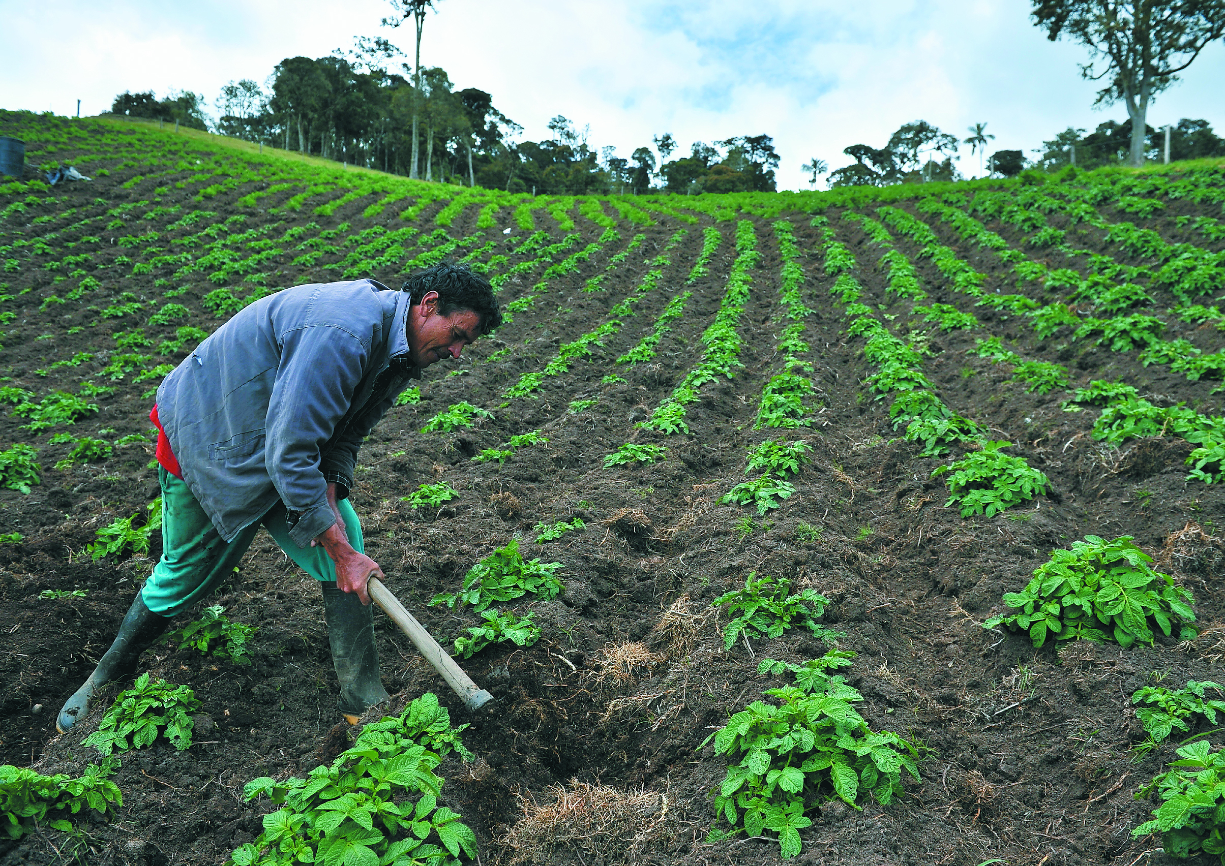 Gobierno destina COP 147.000 millones para crédito agropecuario subsidiado