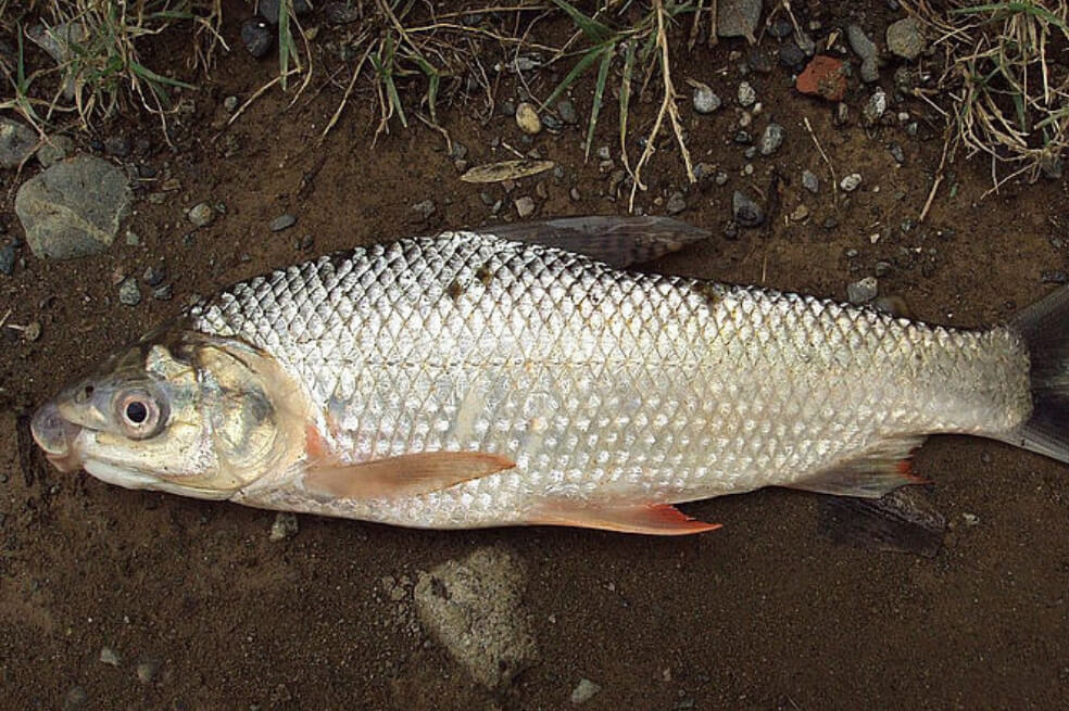 El bocachico y el yamú fueron las dos especies más sensibles a los efectos del glifosato.  / Agencia de Noticias de UN 