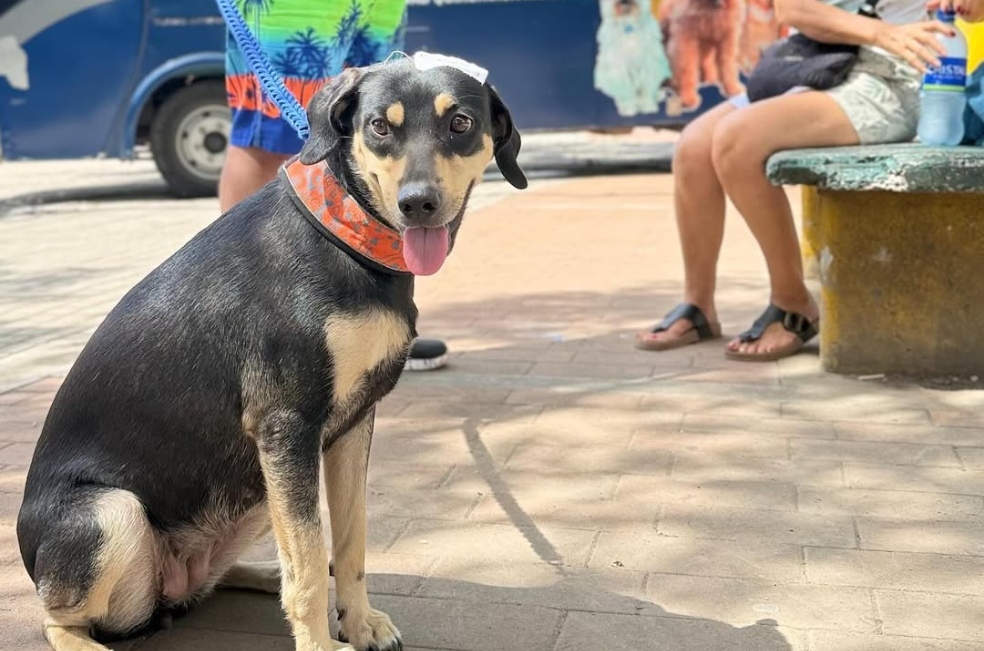 Jornadas de bienestar animal en Cundinamarca: el impacto de TRECE Pets