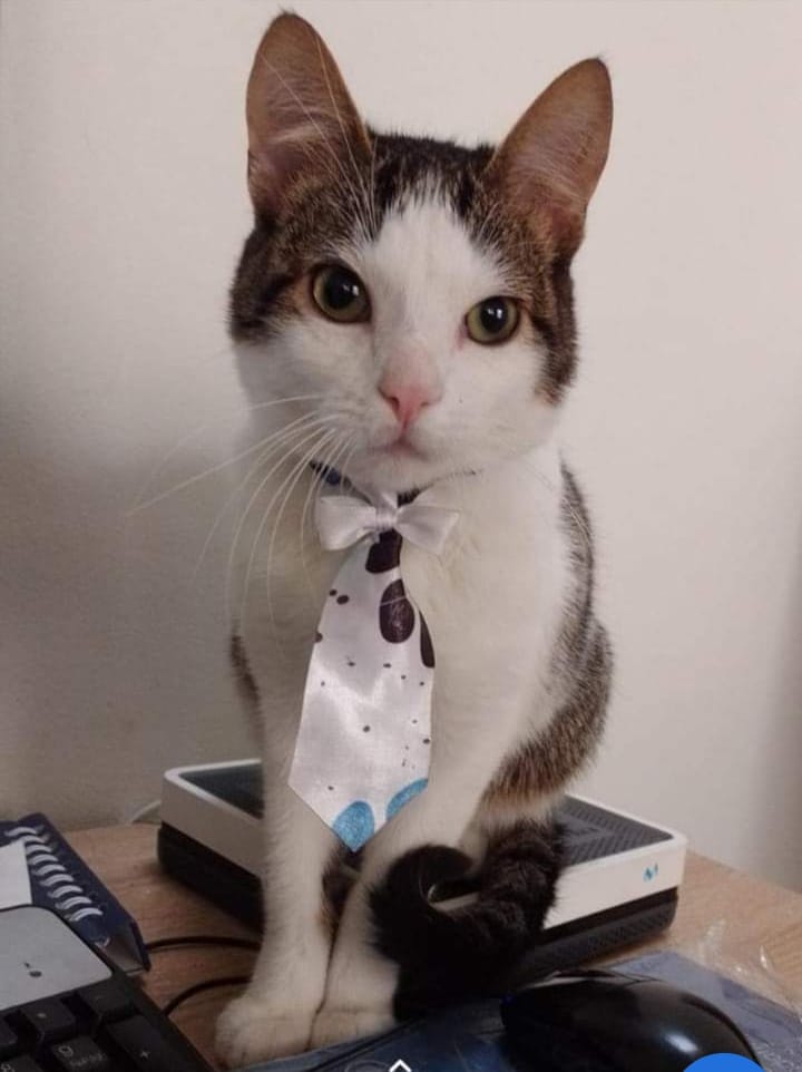 Gatos perdidos en Bogotá, ¿los ha visto?