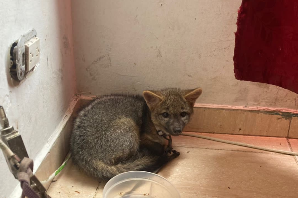 ¡Buenas noticias! Rescatan zorro cangrejero que era tenido como mascota en Bogotá