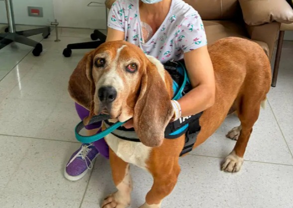 Despiden a Tambor, perro “terapeuta” que llevó calma a los pacientes de la Clínica Medellín