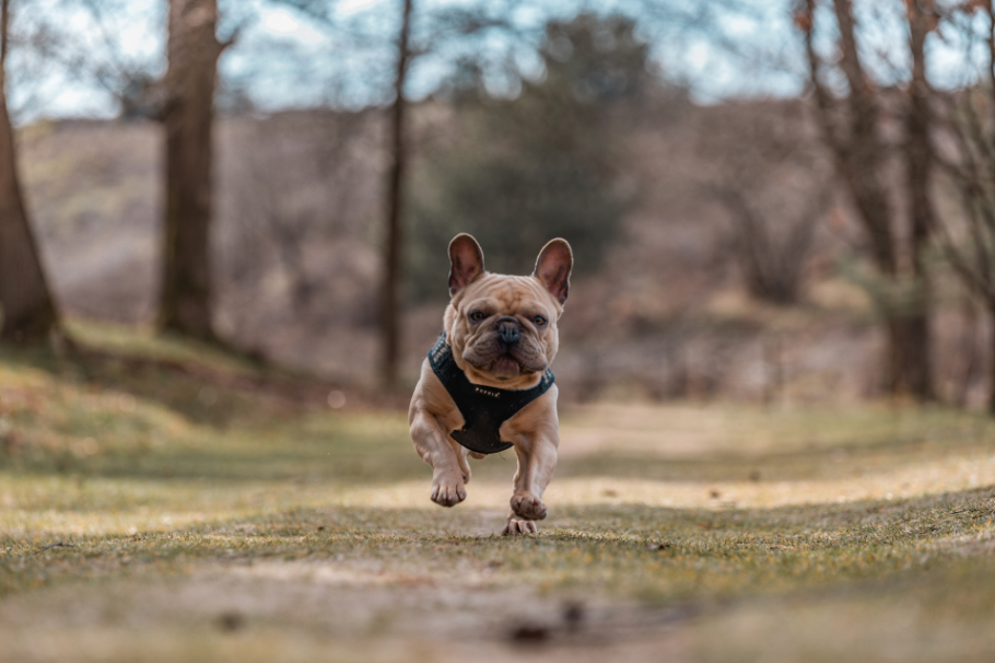 Perros miniatura: 4 razas que querrás tener en un apartamento