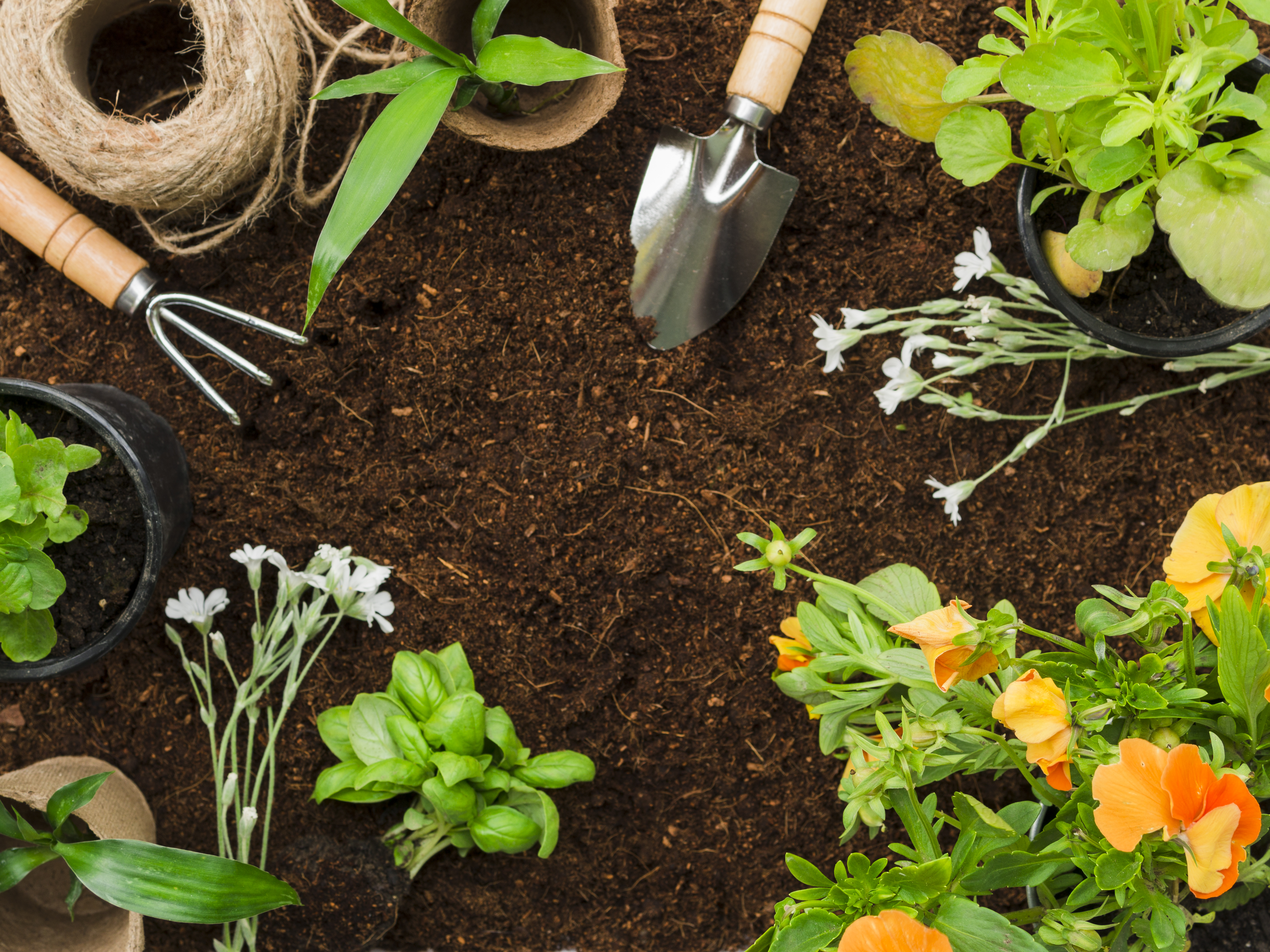 ¿Por qué es importante que las plantas de su huerta sean compatibles entre ellas?