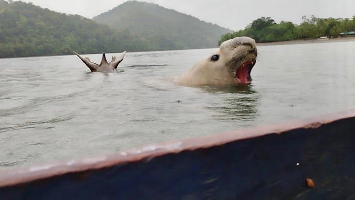 Denuncian muerte del elefante marino que pasó por el Pacífico y estaba perdido
