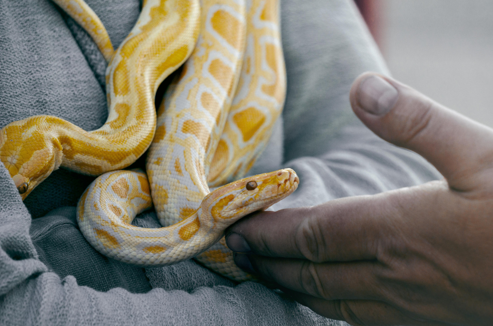 Serpiente muere tras ser mordida dos veces por un hombre