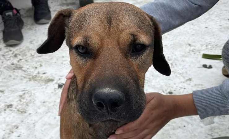 Video: rescatan a perro que nadaba a la deriva en mar de Ecuador