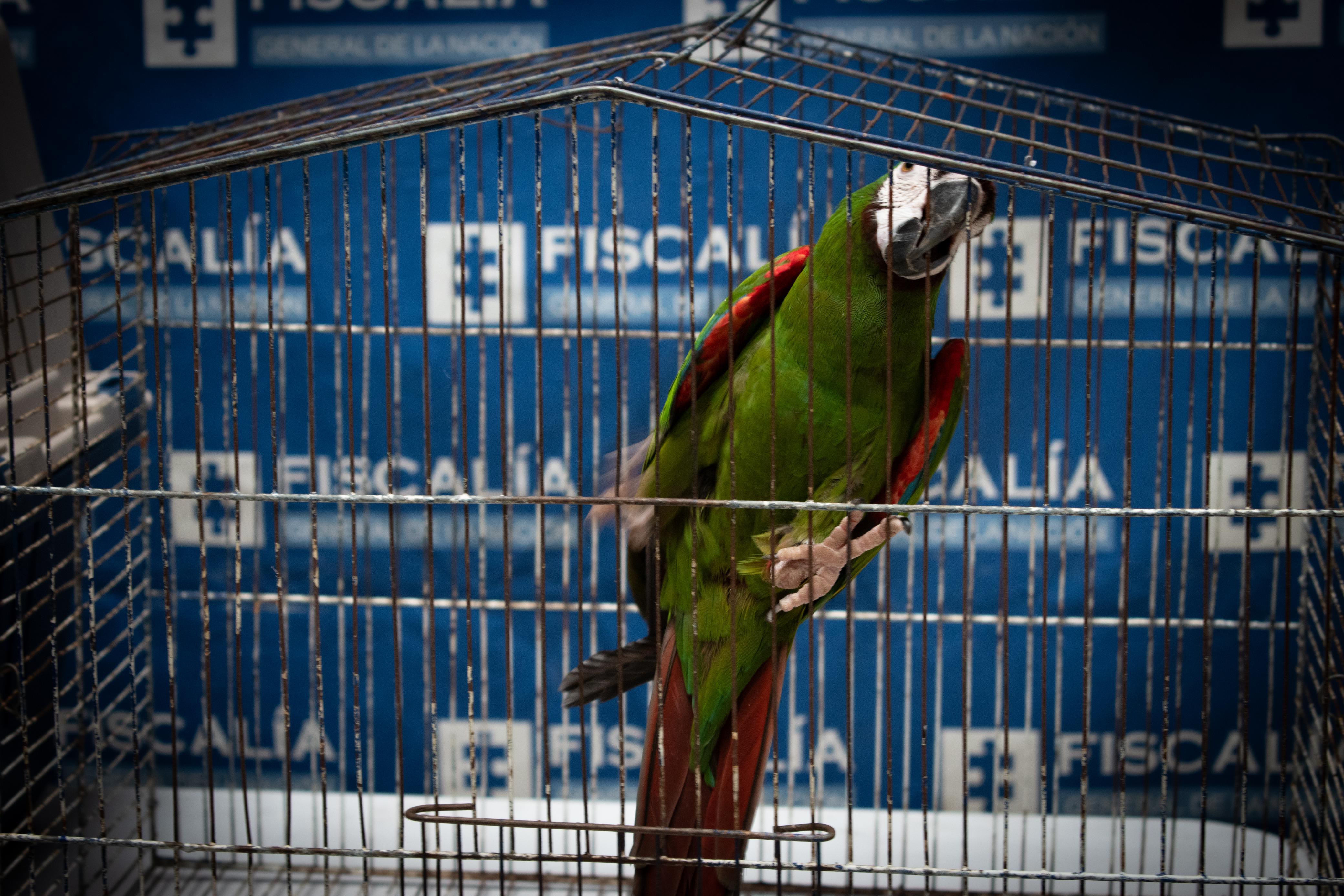 Vivían tras las rejas y con las alas dañadas: así rescataron a cuatro aves