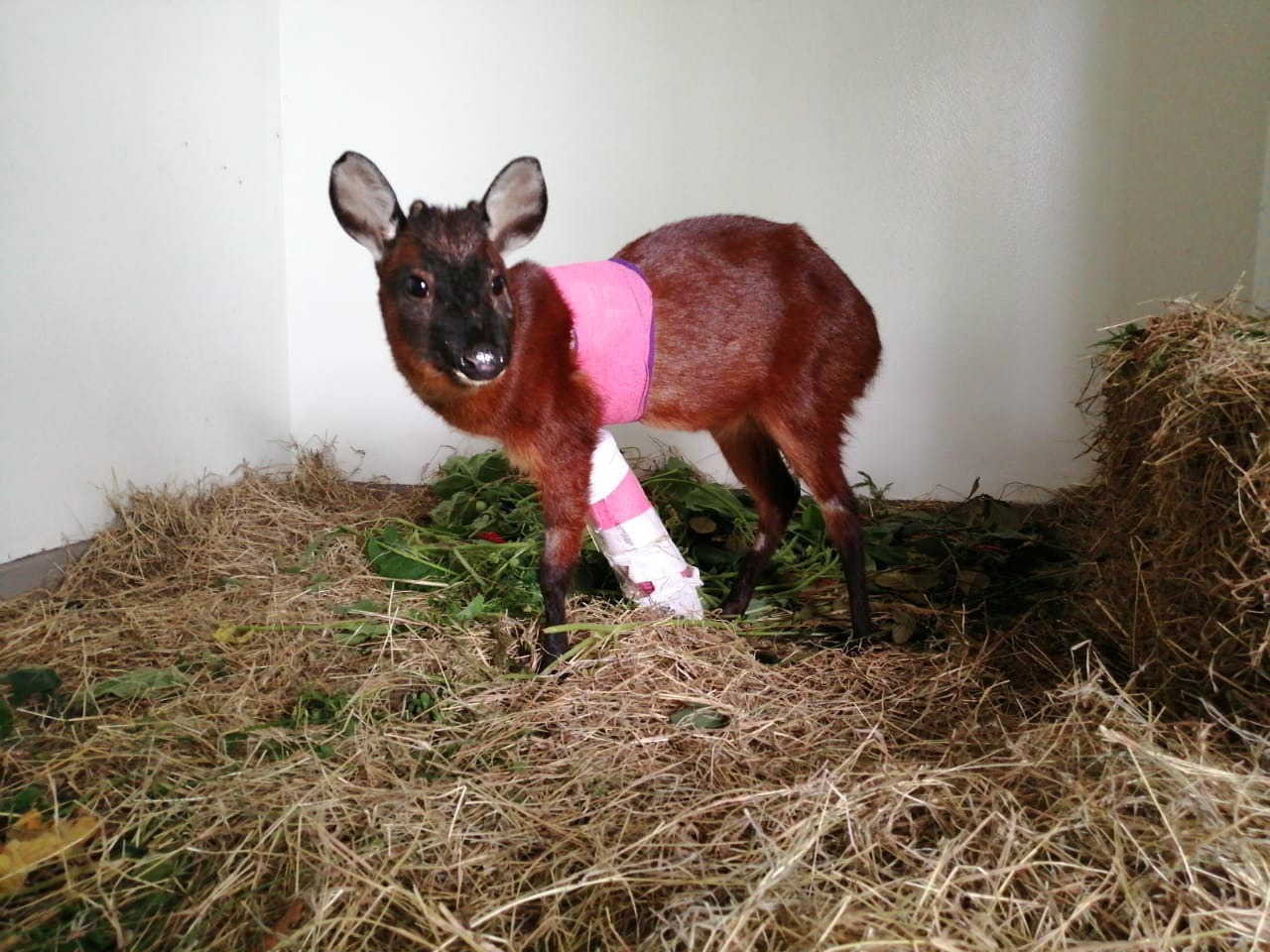 Venado rescatado en el norte de Bogotá no podrá regresar a su hábitat natural