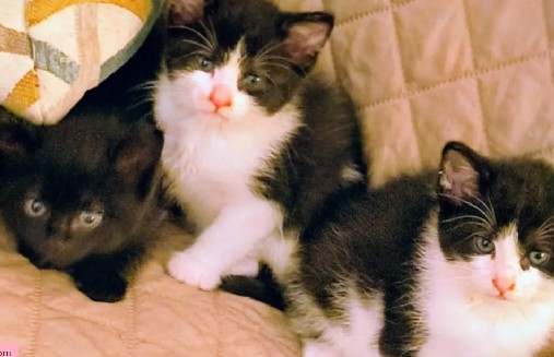 Mujer rescata tres gatitos abandonados y halla una nota desgarradora escrita por un niño