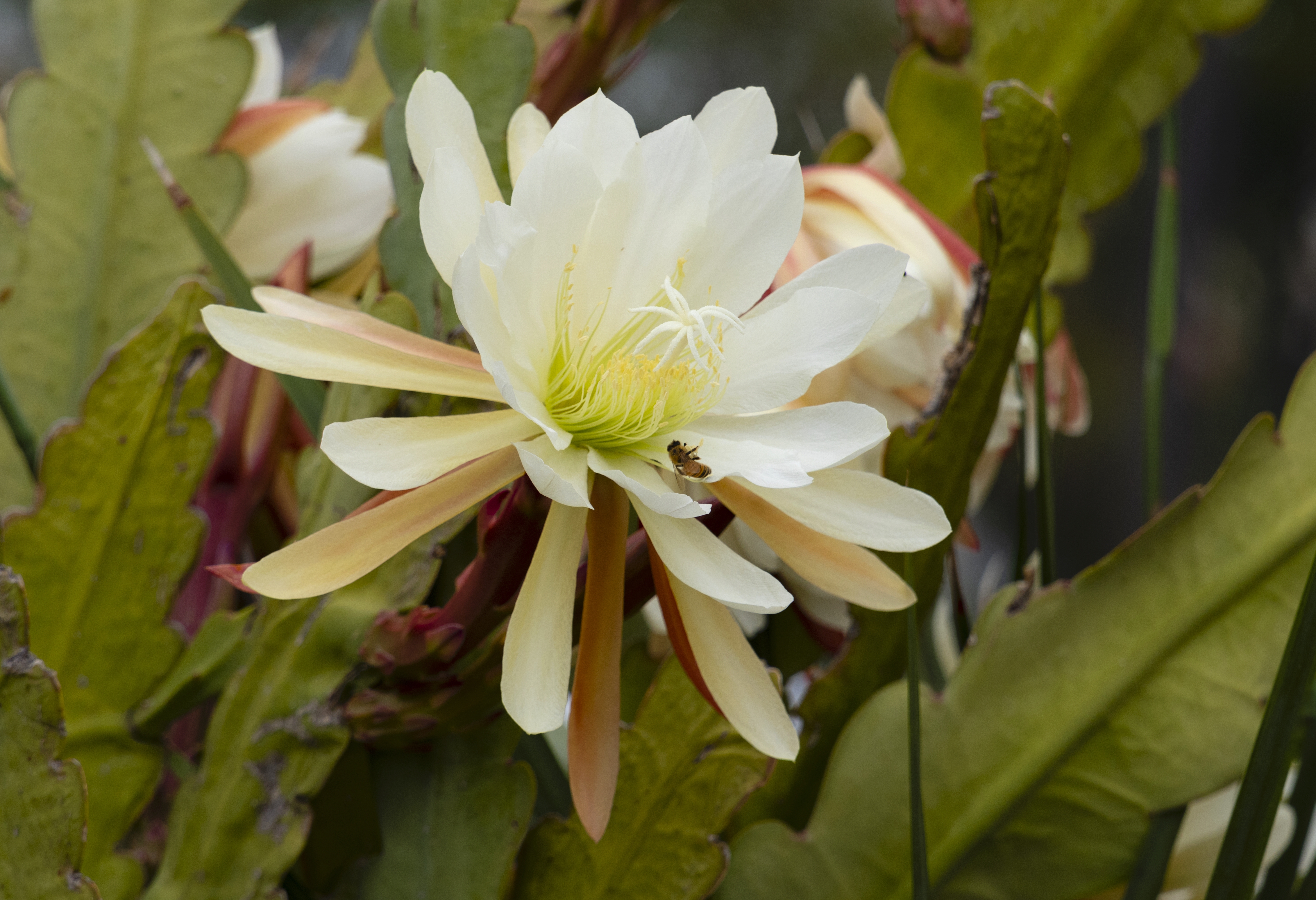 A closeup shot of a white orchid cactus with its leaves
