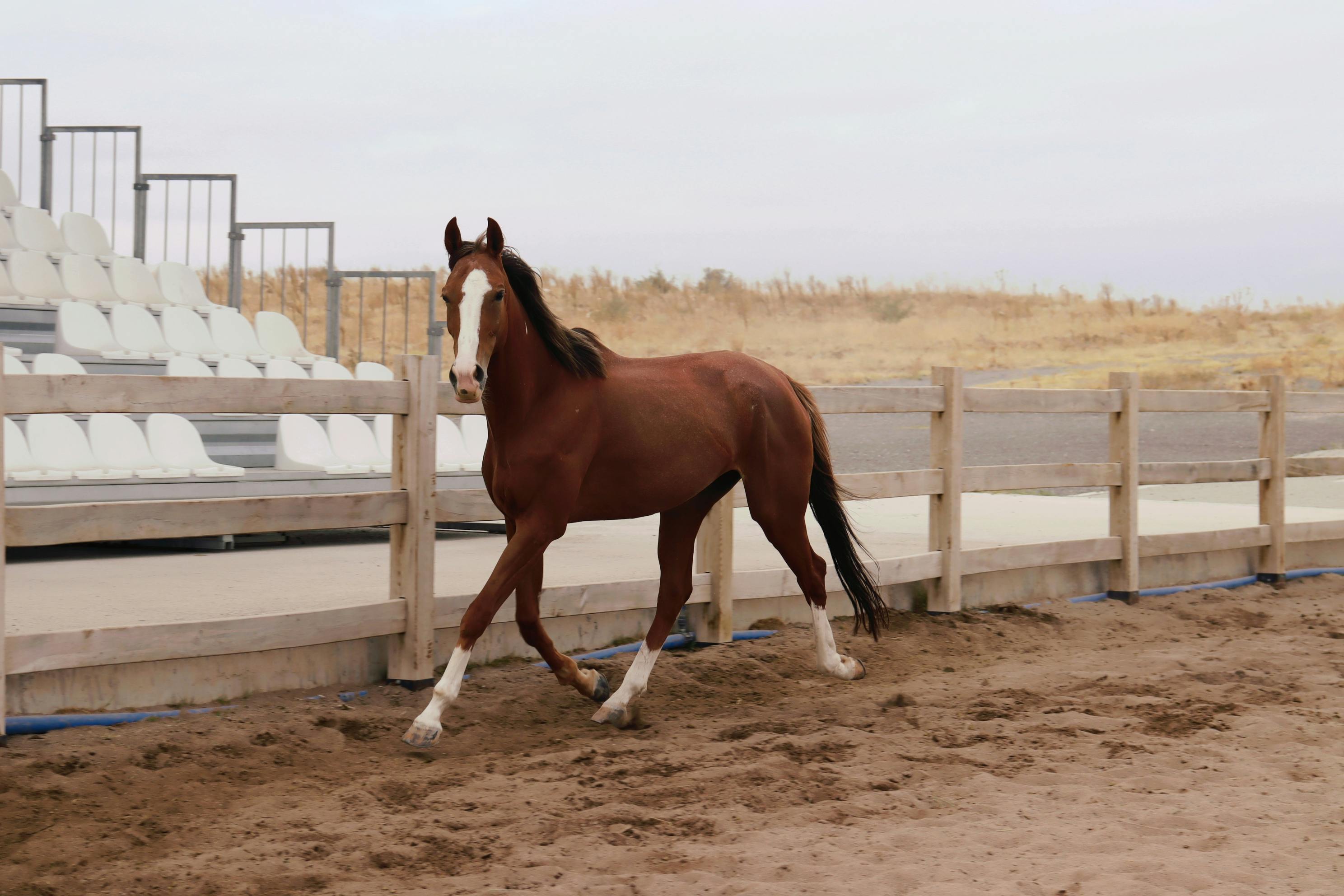Caballos de carreras que acompañan a los jinetes olímpicos en  los Juegos Olímpicos