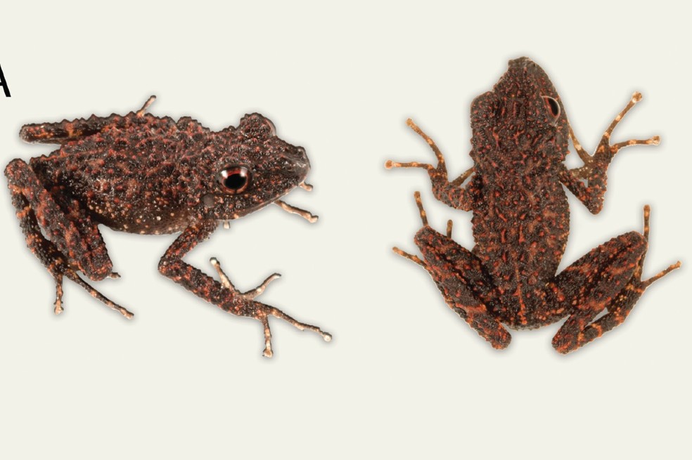 Con verrugas y ojos rojos: esta es la nueva especie de rana hallada en Madagascar