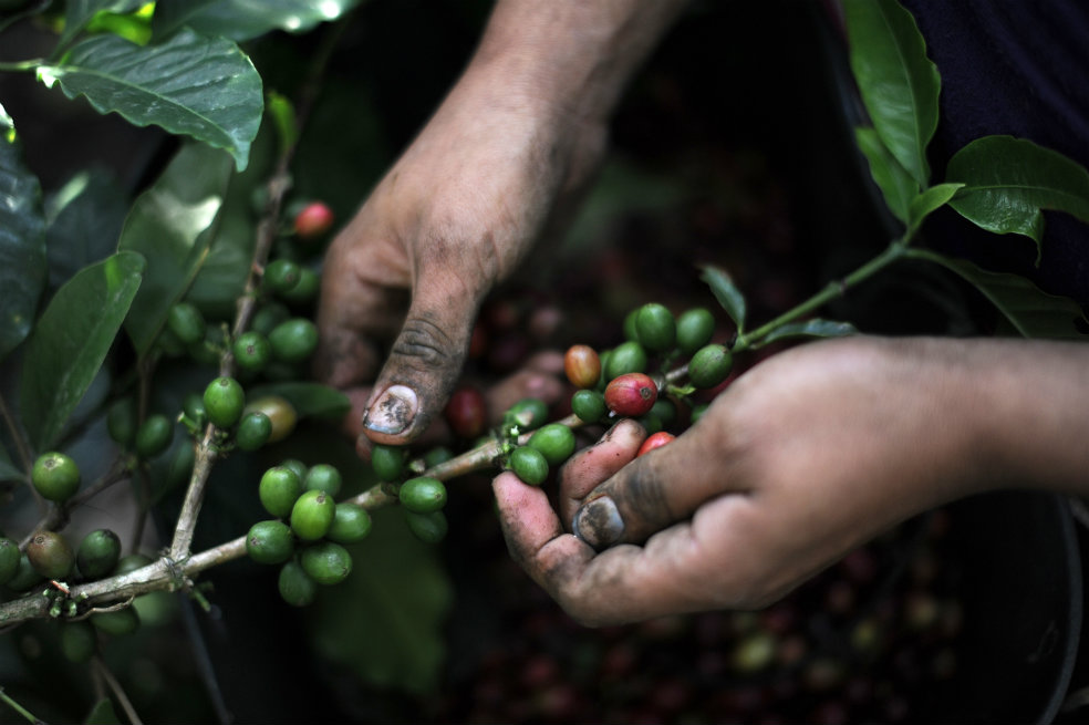 Las imágenes del café