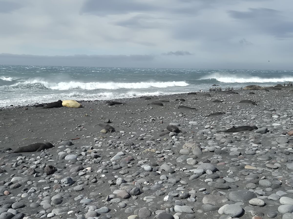 Hallan más de 8.500 crías muertas de elefantes marinos al sobrevolar con drones unas islas