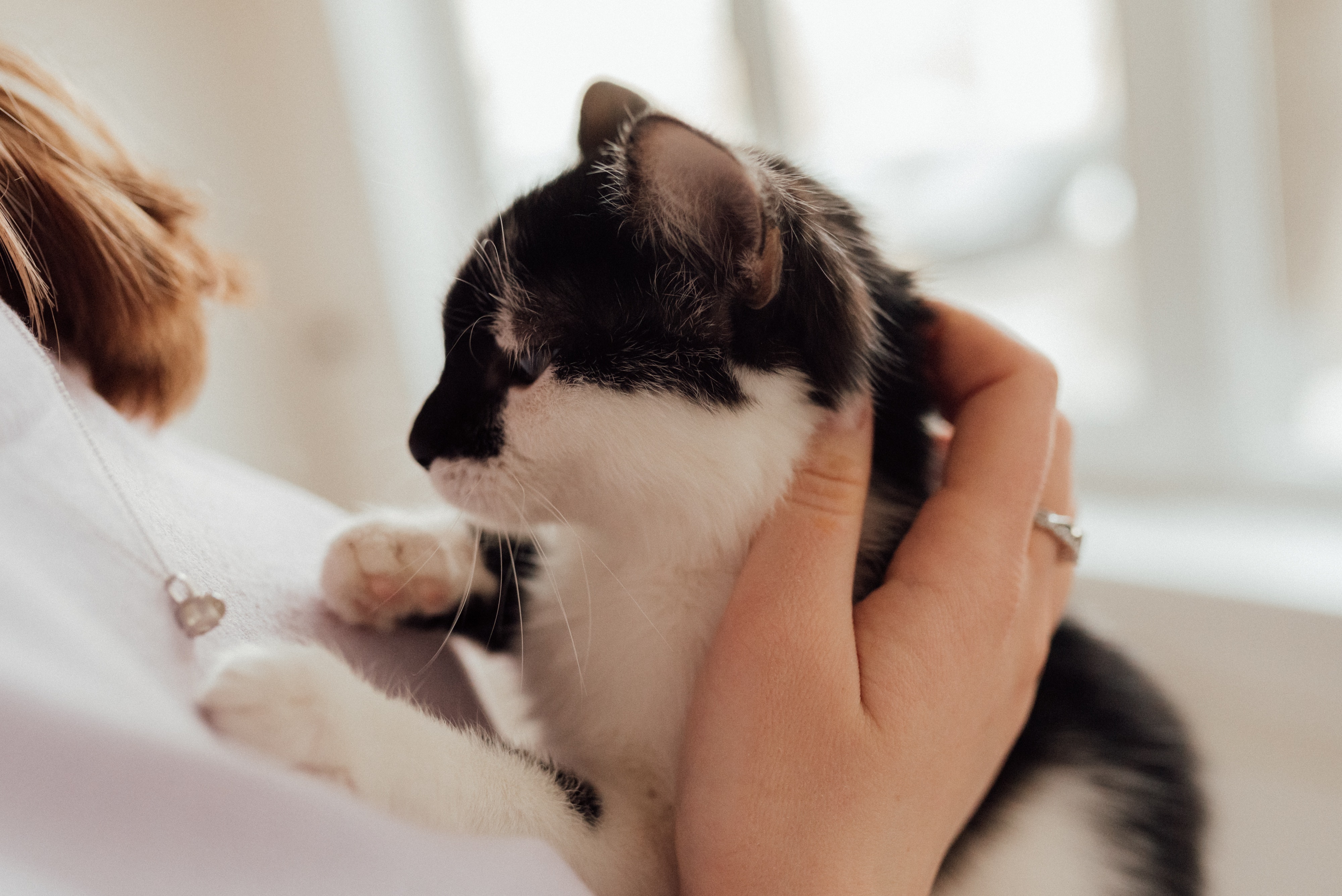 ¿Cómo hacer que mi gato sea más cariñoso?
