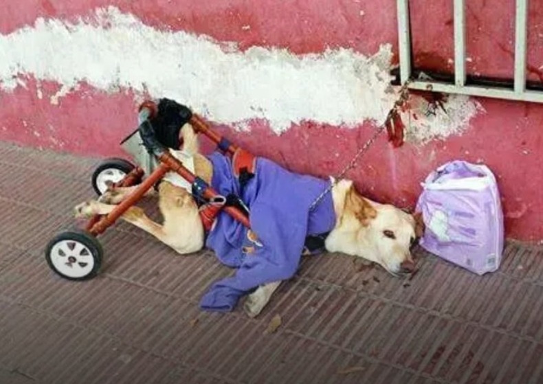 Perrita discapacitada fue abandonada con su silla y una triste carta, pero tuvo final feliz